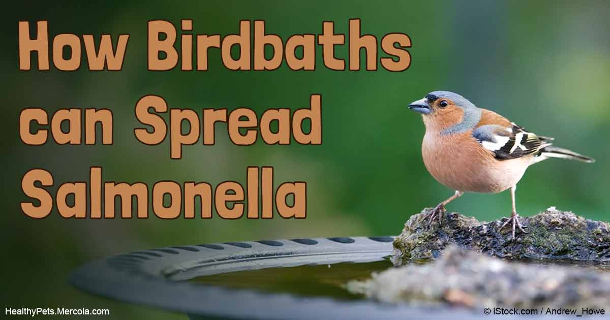 Salmonella Infections: Sick or Dead Birds in Your Yard?