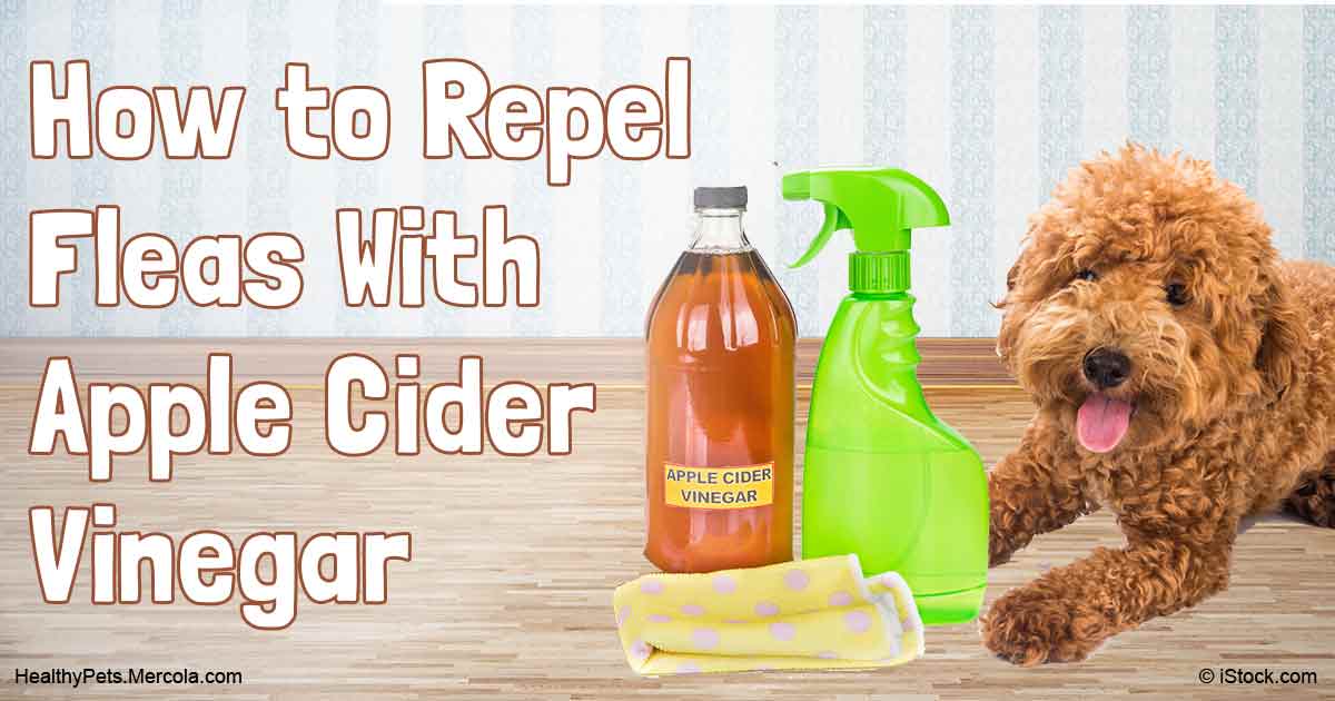 Apple Cider Vinegar for Flea Prevention