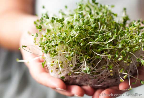 fermented broccoli sprouts