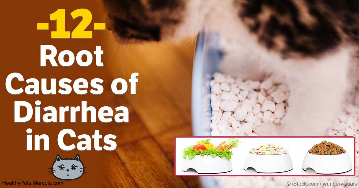 When Your Cat Gets Sick to Her Stomach Here's What to Do