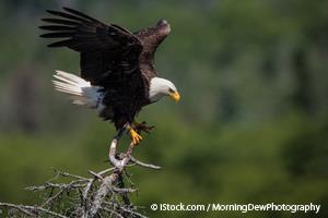 bald eagles lead poisoning
