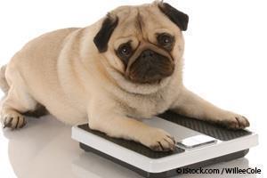 obesity related diseases in pets
