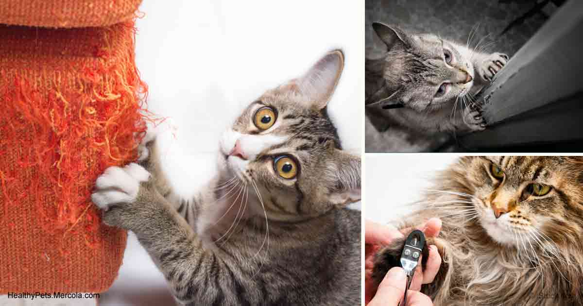 alternatives to declawing your cat