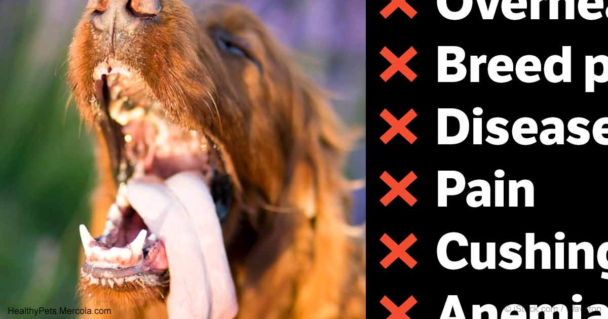 8 Causes of Excessive Dog Panting That 