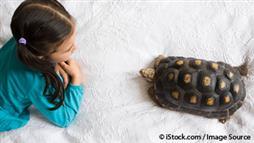 exotic pet tortoise