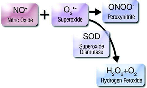 Nitric oxide reacts with superoxide