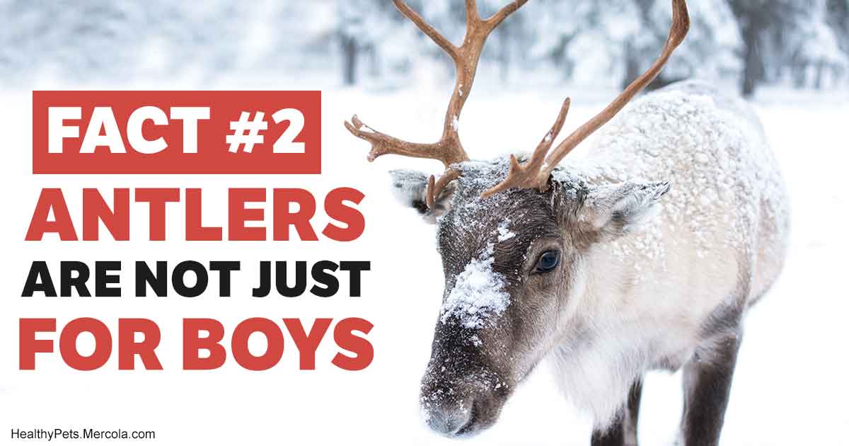 10-fascinating-facts-about-reindeer