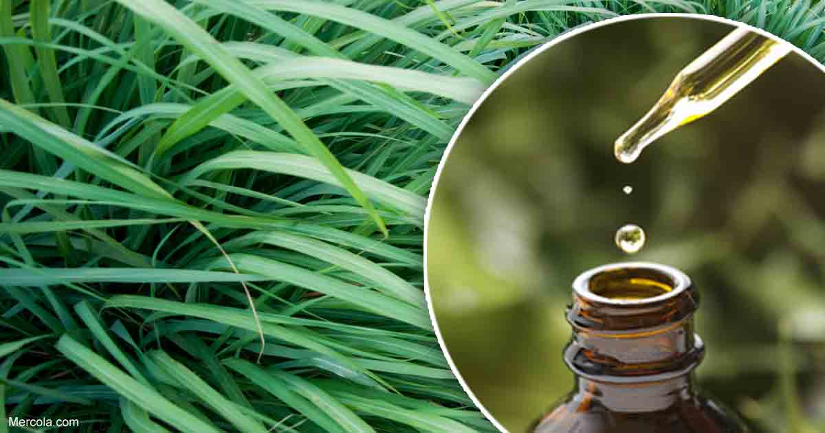 Palmarosa Essential Oil Benefits and Uses