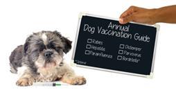 annual dog vaccination guide