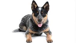 Australian Cattle Dog Are Known Leaders and Protectors