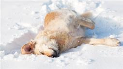 consejo sobre como proteger a las mascotas del frio