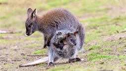 wallaby kangaroo