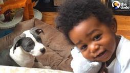Este Niño y Su Cachorrito Pitbull Crecen Juntos