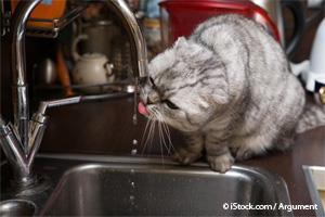 cat behavior: cat drinking from faucet
