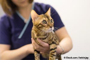 cat veterinary care