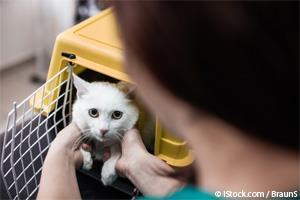 Veterinarios Para Gatos