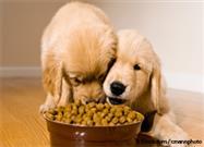 puppies bowl sharing