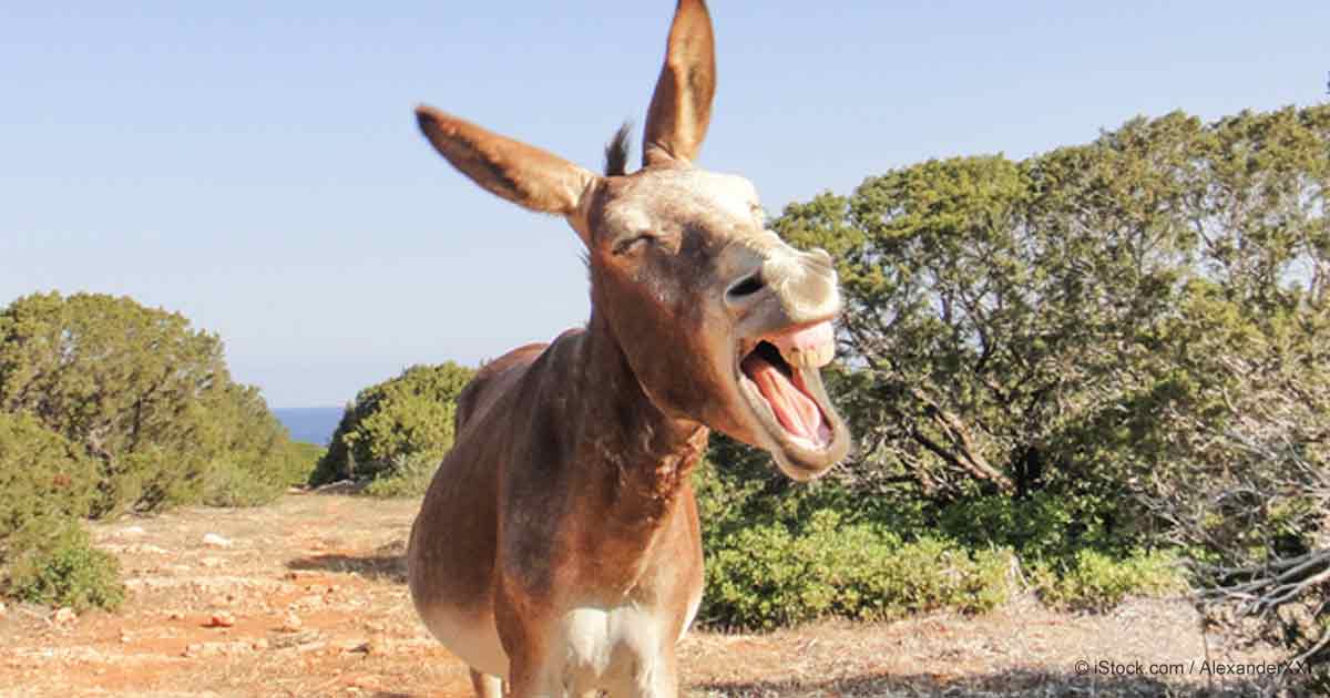 Image result for burros