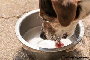 dog foods containing high levels of fluoride