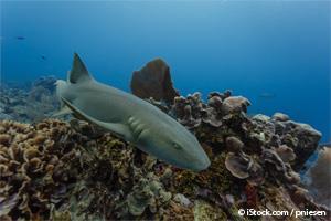 greenland shark longevity