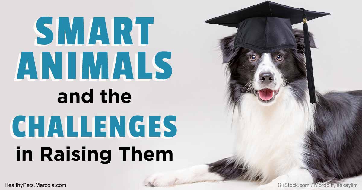 Image result for The smartest dogs are the Jack Russell Terrier and Scottish Border collie. Dumbest: Afghan hound.