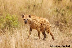 spotted female hyena