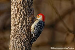 red bellied woodpecker drumming