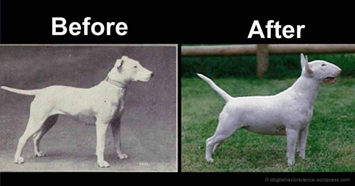 Comparing the Looks of Dog Breeds in 1915 and 2015