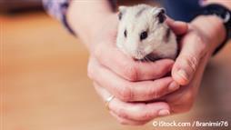 adopting small animal