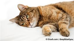 salt toxicity in cats