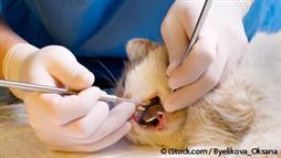 Reabsorción Dental en Mascotas