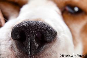 Estornudo Inverso en Perros
