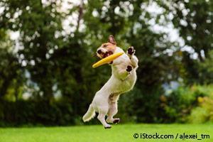 Perro Jugando con Frisbee