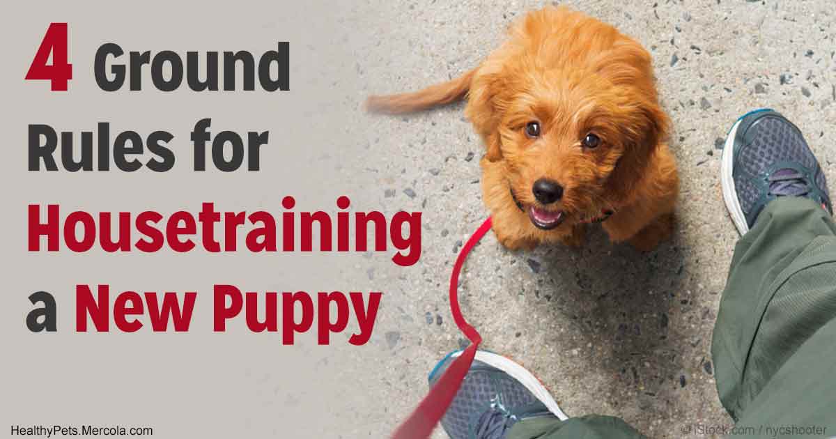 Did Your Pet Fail House Training 101? This Could Be a