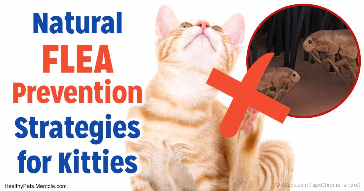 Flea Allergy Dermatitis Can Make Cat Itch and Scratch Like