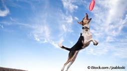 dog flying disc