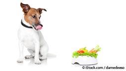 dogs fresh food diet