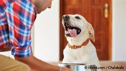 pet feeding tips