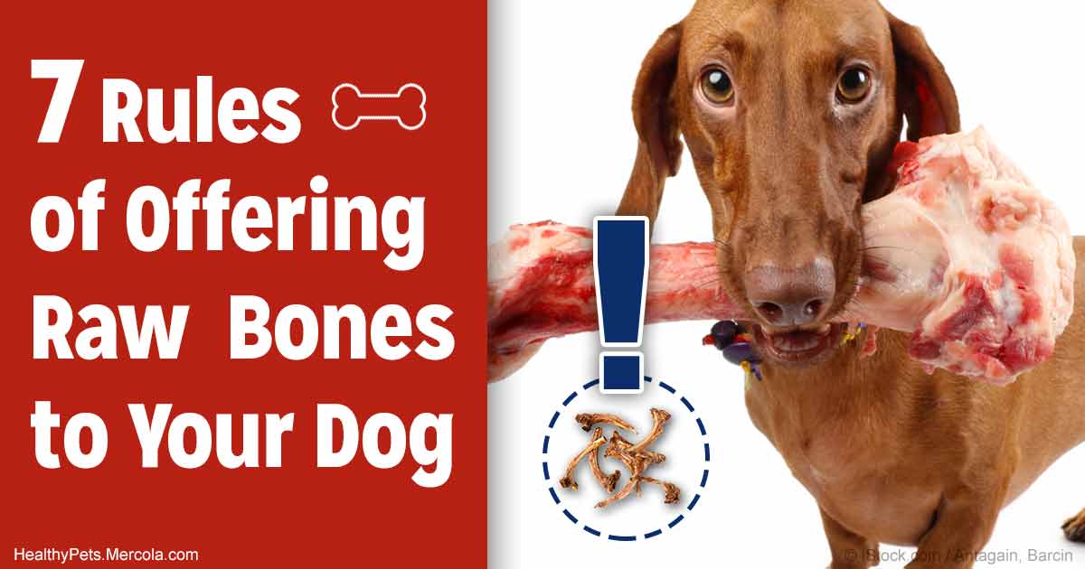 Two Life-Saving Rules to Follow If You Give Your Dog Bones