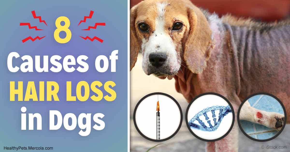 8 Potential Reasons for Your Dog Going Bald, Even in Spots