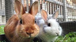 Conejos: La Mascota Tierna Que Muchas Personas Ignoran