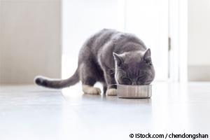 Alimentación Para Gatos