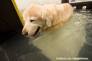canine hydrotherapy