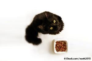 cat choosing food