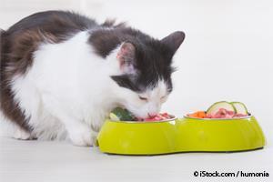 cat diet lifestyle related disorders