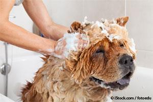 dogs bath time