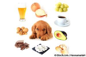 foods toxic to dogs