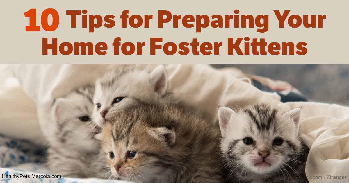 Foster Care, Animal Lovers' Style - Know Before You Leap