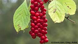 schisandra berry