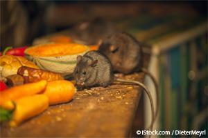 mice living alongside humans